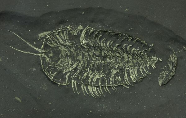 A fossilized Triarthrus trilobite from the Beacher's Beds lagerstätte in New York. An anoxic deposition environment allowed for the preservation of soft parts not typically found on trilobite fossils.